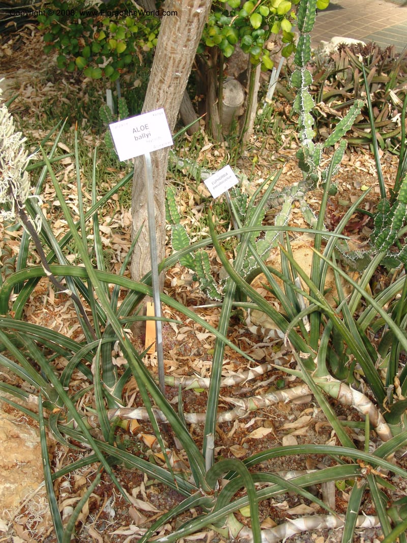Sansevieria caulescens--France. Nancy. Jard. Bot. Montet. 2 May 05. 090.jpg