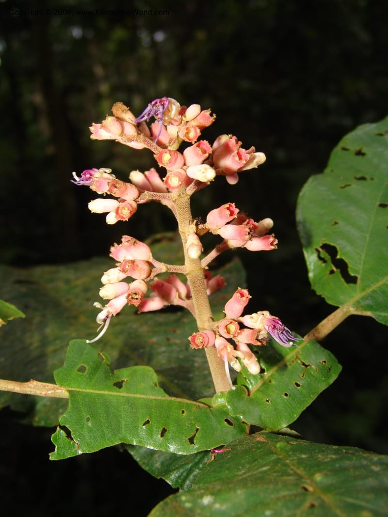Miconia impetiolaris, RVasquez33019--Peru. Pillcopata. Qbda Pini Pini. 29 Oct 07. 829.jpg