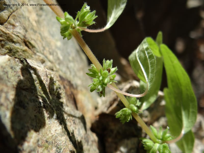 Parietaria pensylvanica, Davidson, C 12143--Oregon. Wallowa Co. Imnaha River. 7 May 2013. DSC03887 (259).JPG