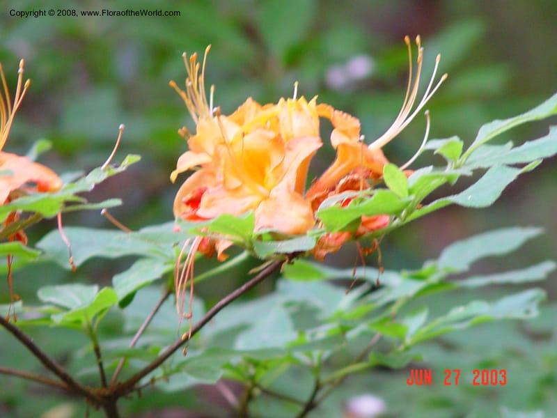 Rhododendron calendulaceum--CT. Redding. Highstead Arboretum. 27 Jun 03. 022.jpg