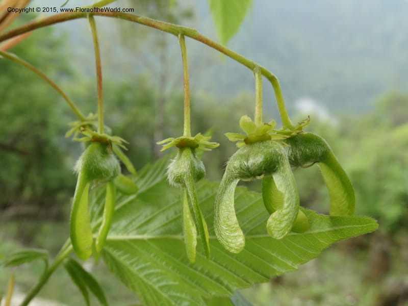 Acer, Boufford, D 43670--China. Sichuan. GuoBaYan, HanBaiYu Shan. 12 May 2014. DSC05373 (208).JPG