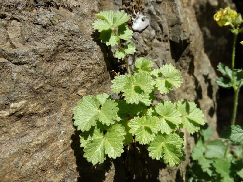 Drymocallis pseudorupestris, Davidson, C 12863--ID. Idaho Co. Seven Devils Mtns. 20 Jul 2015. DSC07745 (40).JPG
