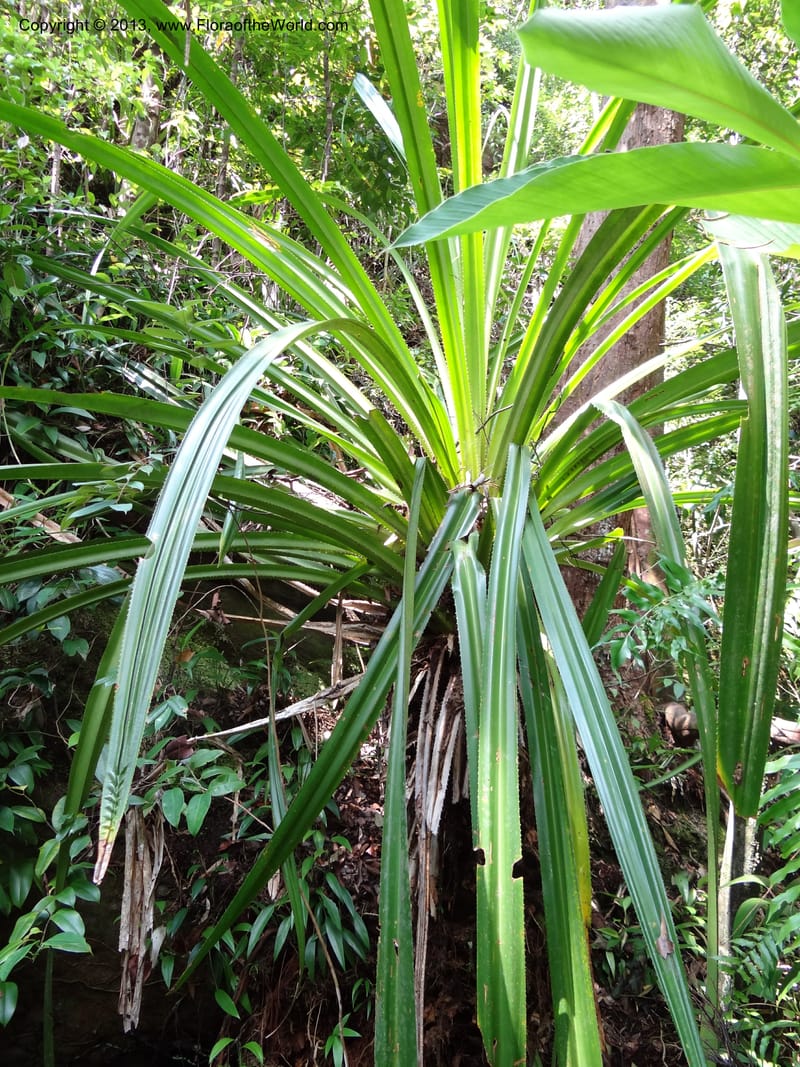 Pandanus epiphyticus, Callmander 1014--Malaysia, Sarawak. Bako Nat. Park. Paku Trail. DSC06071 (82).JPG