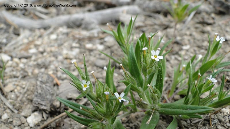 Microsteris gracilis, C. Davidson 11773--ID. Idaho Co. Warren Summit. 28 July 2010. 132 (36).jpg