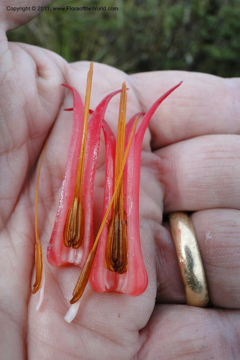 Ceratostema alatum, Ulloa 1999--Ecuador. Napo. Papallacta to Baeza. 1 Jun 2011. 469 (19).jpg