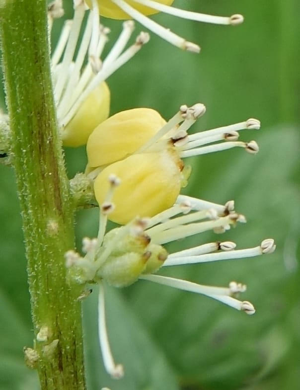 Cimicifuga, C. Davidson 13734--China. Yunnan. Zhongdian Xian. 9 Aug 2017. DSC03874 (216).JPG