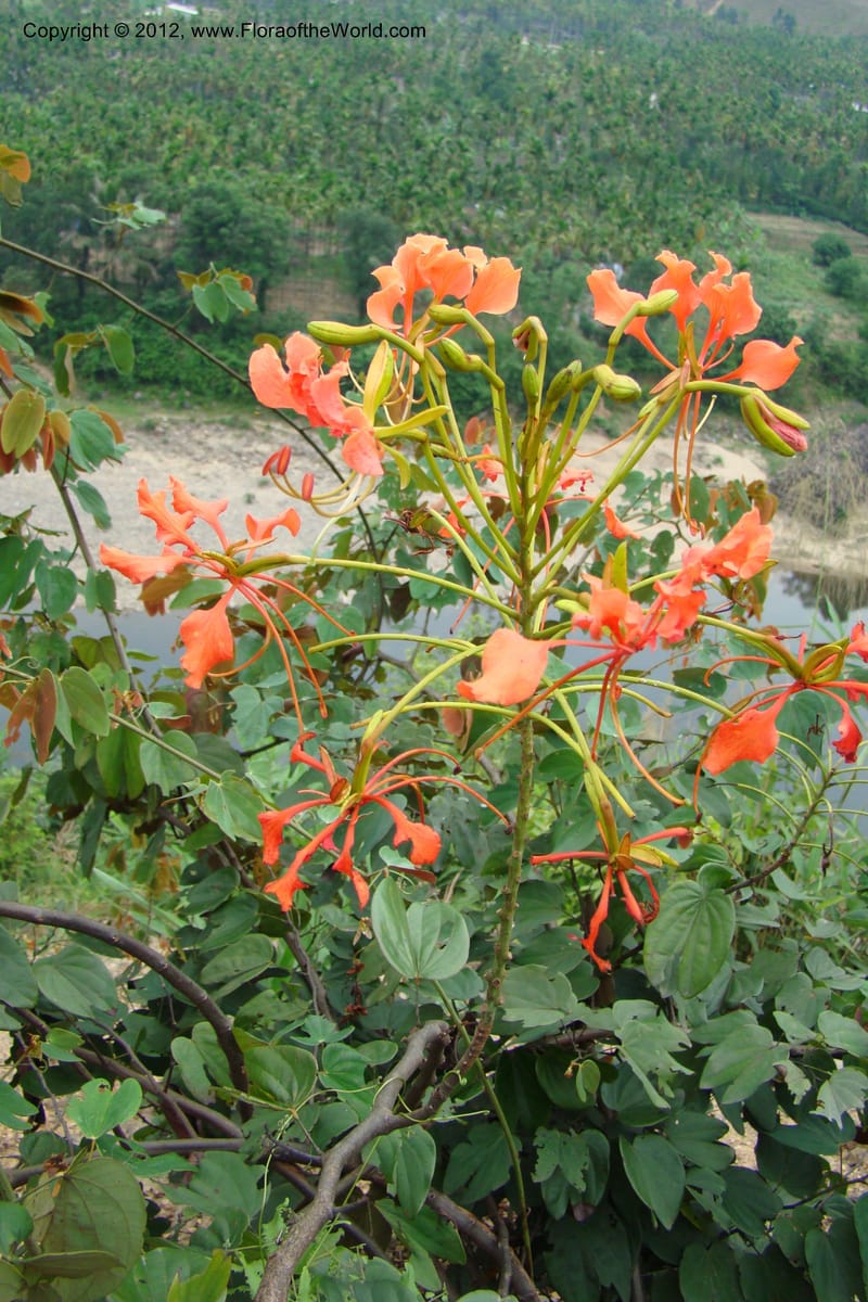 Bauhinia, Regalado 1717--Viet Nam. Thua Thien Hue Prov. Nam Dong Distr. Thuang.12 Apr 09. 287.jpg