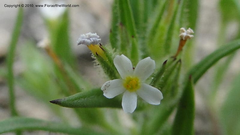 Microsteris gracilis, C. Davidson 11773--ID. Idaho Co. Warren Summit. 28 July 2010. 132 (35).jpg
