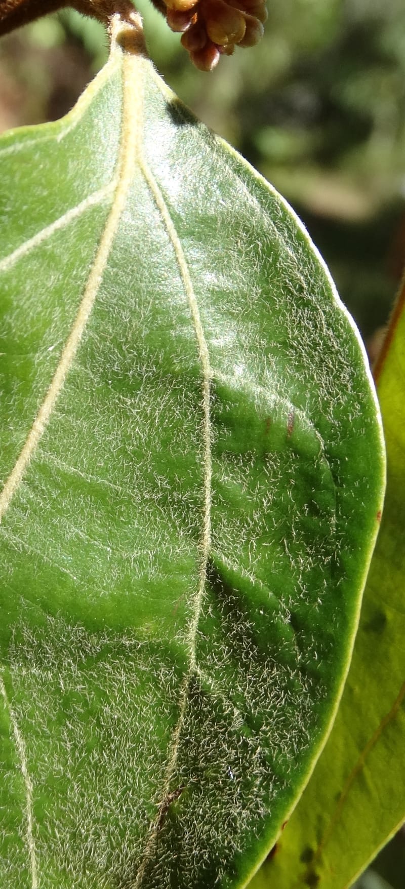 Cryptocarya turrilliana, Lowry, P 7352--Fiji. Nabouwalu Rd. 5 Nov 2015. DSC09606 (11).JPG
