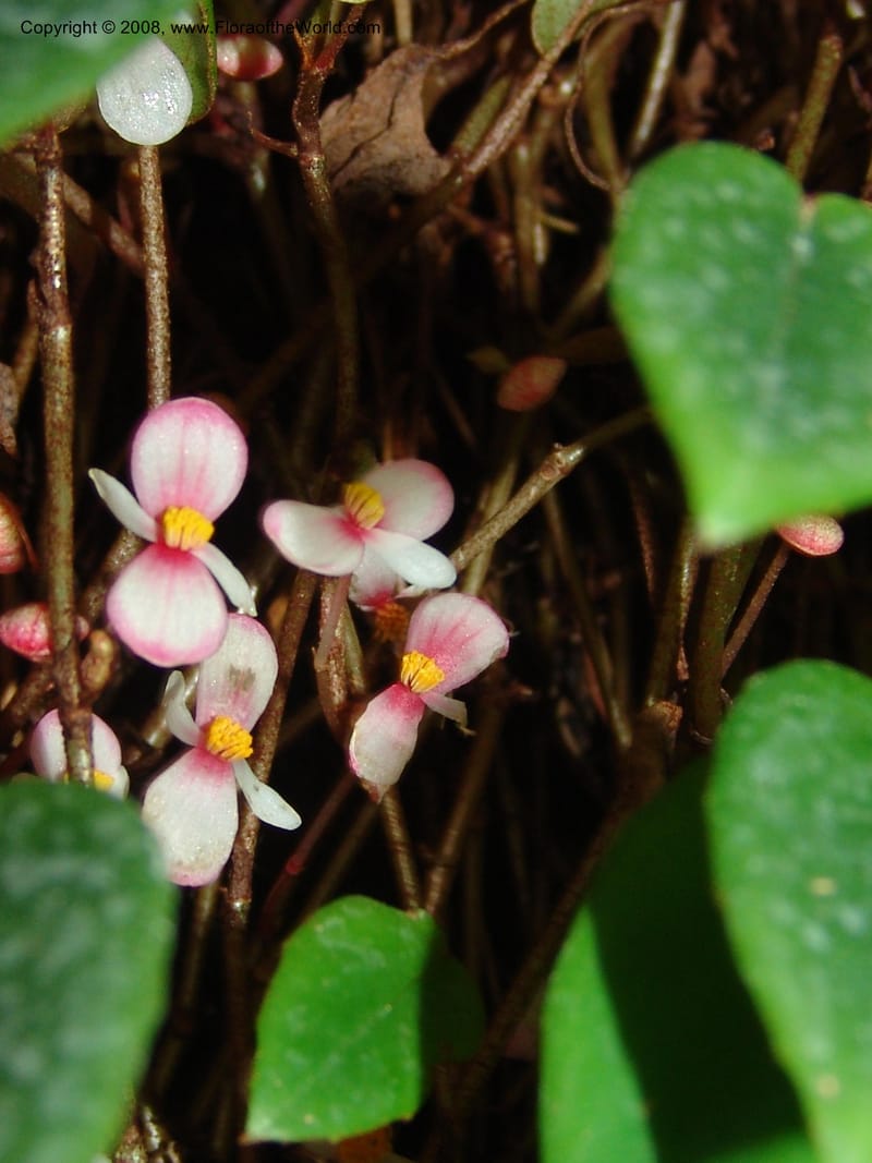 Begonia eleagnifolia--France. Nancy. Jard. Bot. Montet. 2 May 05. 175.jpg