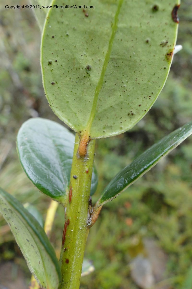 Ceratostema alatum, Ulloa 1999--Ecuador. Napo. Papallacta to Baeza. 1 Jun 2011. 469 (16).jpg