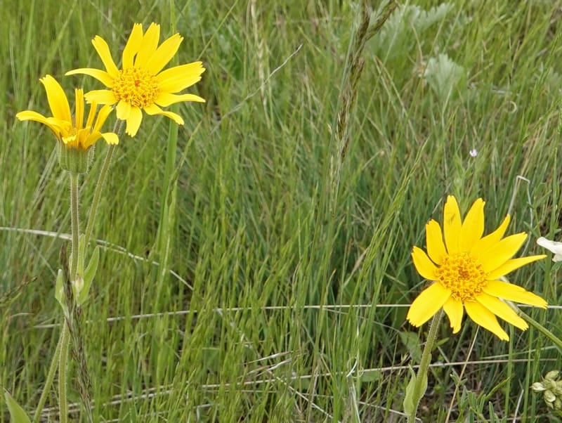 Arnica sororia, C. Davidson 13758--Oregon. Wallowa Co. Zumwalt.Trail Cr. Rd. 4 Jun 2018. DSC04078 (274).JPG