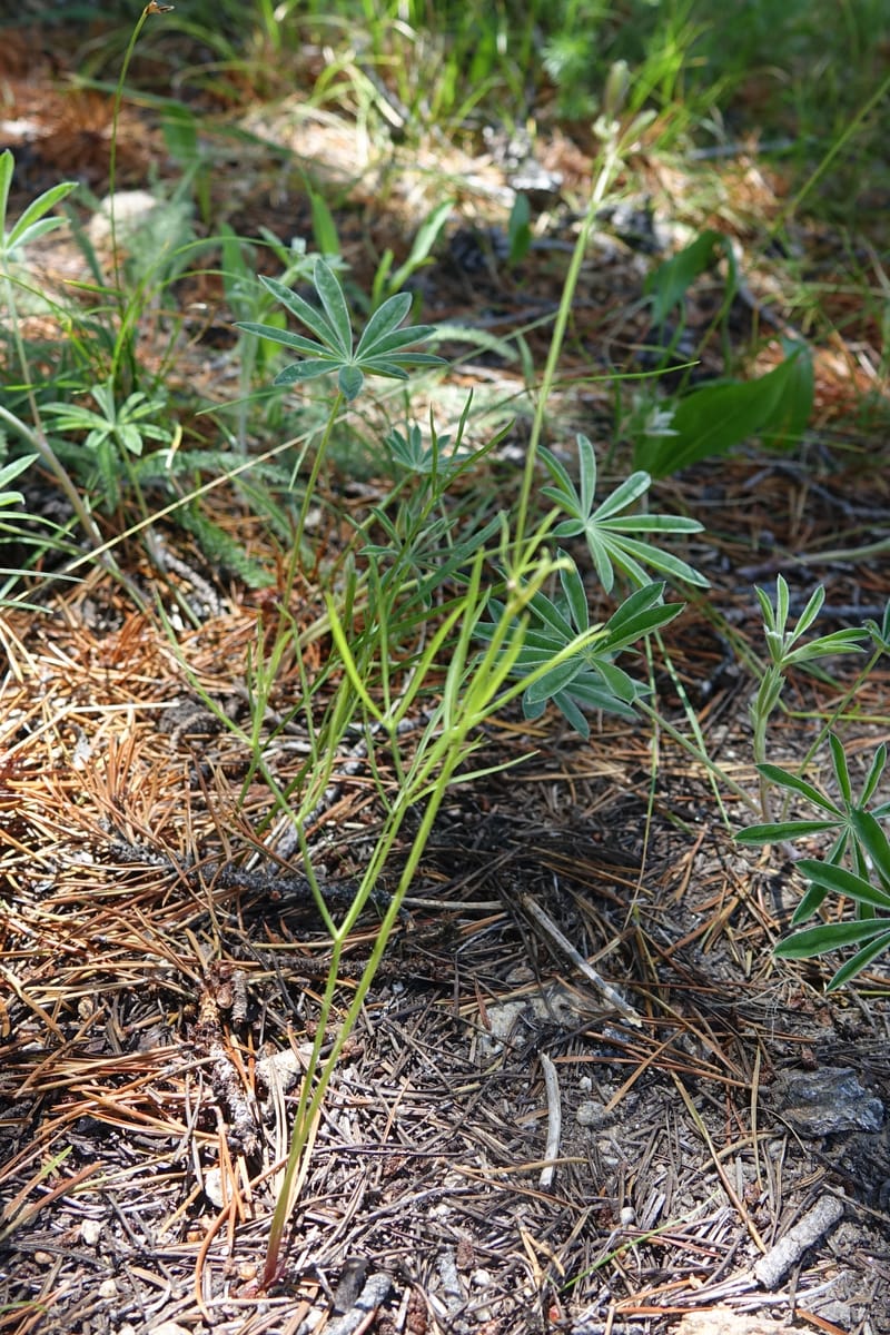 Lomatium idahoense, C. Davidson 13706--ID. Idaho Co. Road to Smith Knob L.O. 11 July 2017. DSC03081 (198).JPG