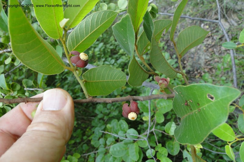 Uvaria, Regalado 1954--Viet Nam. Forest Block 19. 15 May 2011. 144 (3).jpg