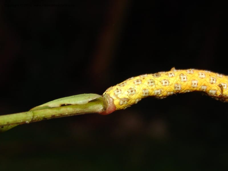 Anthurium bernardii, Croat 95946--Ecuador. Edo. Pichincha. Bosque Nublado Sta. Lucia. 14 Mar 06. 428 (3).jpg