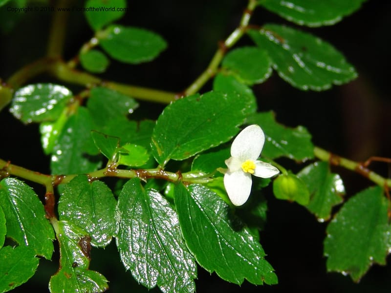 Begonia foliosa, Croat 95770--Ecuador. Maquipucuna Biol. Res. Send. al Humedal. 14 Mar 06. 197 (4).jpg