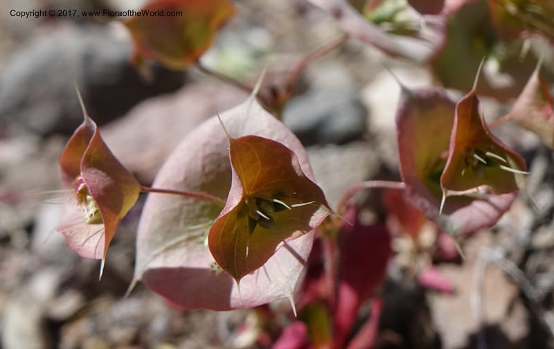 Oxytheca perfoliata, Davidson, C 13128--California. Inyo Co. Mahogany-Wild Rose Rd. 19 Apr 2016.  (156).JPG