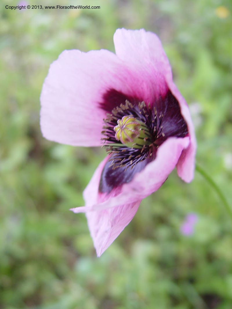Papaver somniferum--Spain. Gran.Prv. 10 km S Jct. Albondon-Albunol, C333. 1 (20).jpg