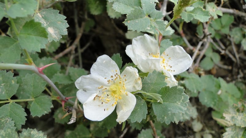 Rosa elymaitica, A. G. Miller 121.3--Iraq. Kurdistan. Shakh-i Pira Magun. 9 June 2010. 272 (11).jpg