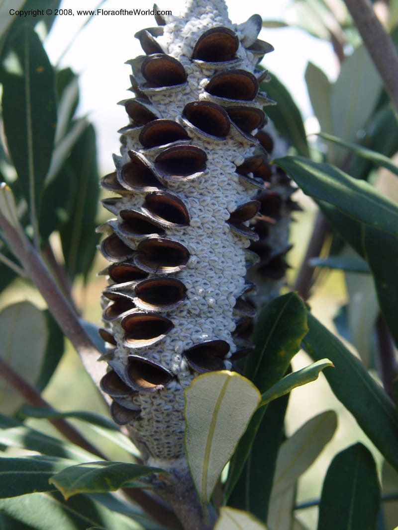 Banksia integrifolia, 1999.01594--Spain. Barcelona Botanic Garden. 19 Apr 04. 080.jpg