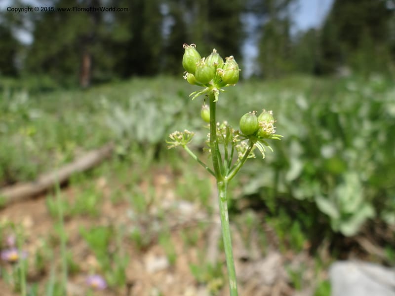Lomatium graveolens, Mansfield, D 12-598--ID. Bear Lake Co. Mt. Sherman. 13 Jul 2012. DSC03473 (28).JPG