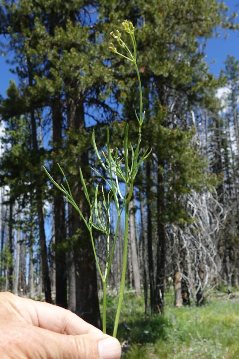 Lomatium idahoense, C. Davidson 13706--ID. Idaho Co. Road to Smith Knob L.O. 11 July 2017. DSC03081 (192).JPG