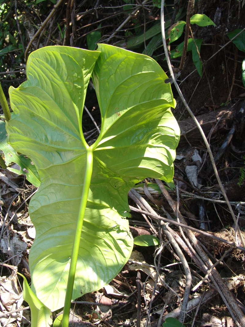 Anthurium, Croat98838--Ecuador. Prv. Zamora Ch. C. del Condor. Silica mine, Las Orq.18 Sep 07. 363.jpg