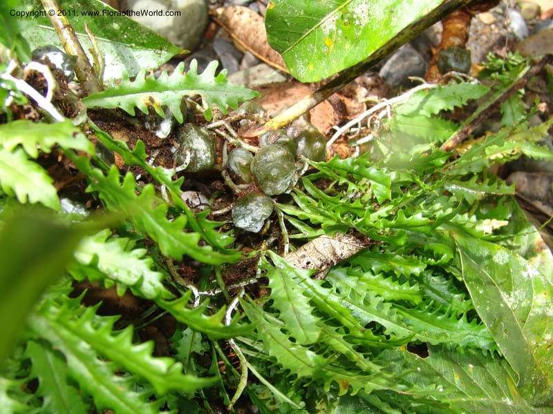 Solanopteris, RVasquez32949-Peru. Pillcopata. Qbda Pini Pini. 29 Oct 07. 053.jpg