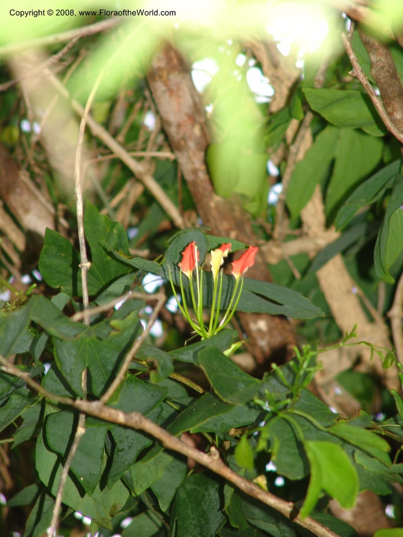 Bauhinia--Madag. Prov. Tuliar. Parc Nat. Zombitse.  13 Jan 06. 406.jpg