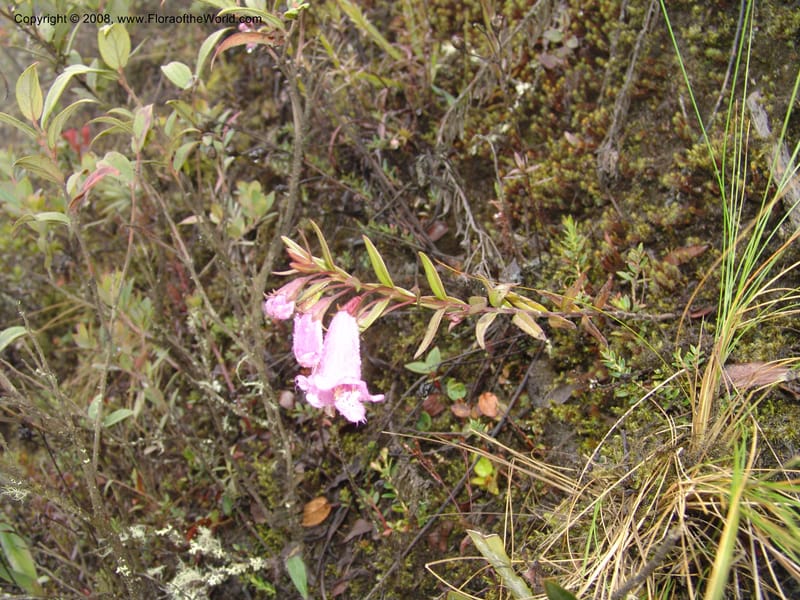 Agalinis, RVasquez32871--Peru. Prv Pauctb. Rd to Manu NP. 27 Oct 07. 056.jpg
