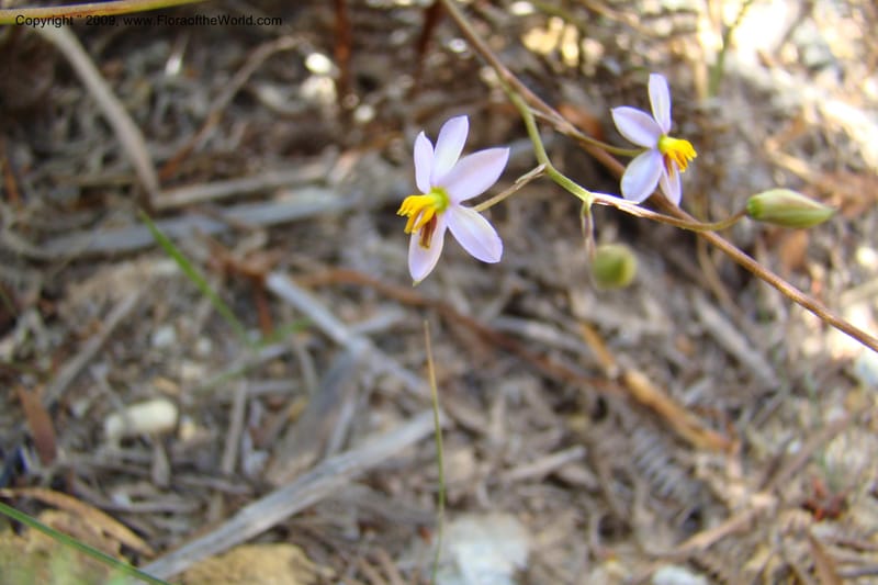 Cyanella hyacinthoides--South Africa. Cape Prov. Kogelberg Nat. Res. 21 Jan 09. 164.jpg