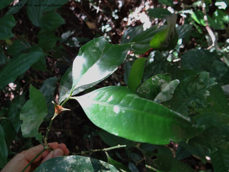 Buxus, VC 5617--Thailand. Surat Thani Prov. Khlong Phanom Nat. Park. 15 Nov 2012. (223).JPG