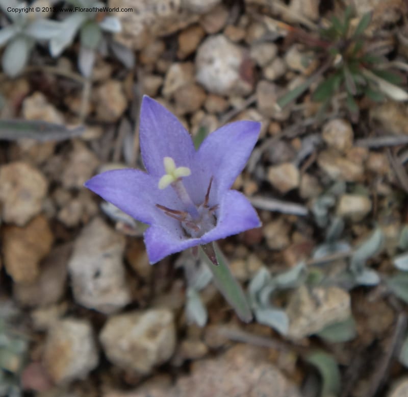 Campanula, Davidson, C #12084--ID, Valley Co., Elk Summit, 7 Aug 2012 DSC00699 (7).JPG