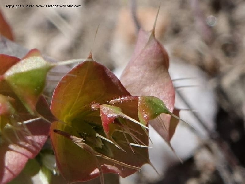 Oxytheca perfoliata, Davidson, C 13128--California. Inyo Co. Mahogany-Wild Rose Rd. 19 Apr 2016.  (159).JPG