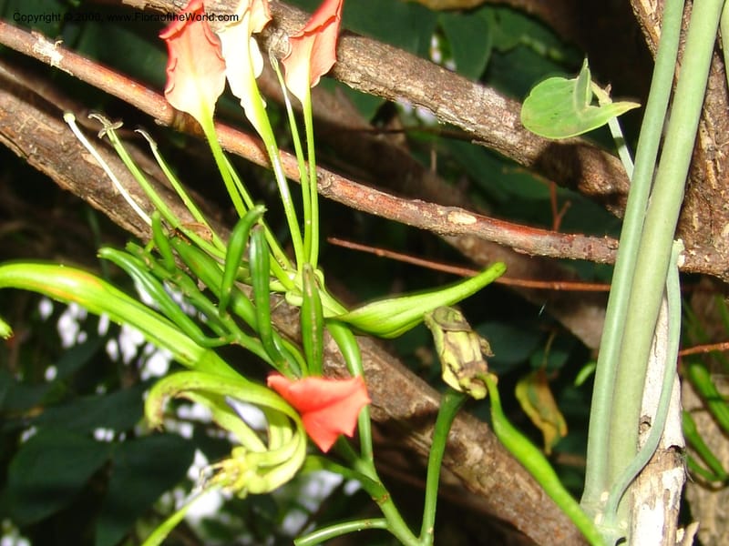 Bauhinia--Madag. Prov. Tuliar. Parc Nat. Zombitse.  13 Jan 06. 403.jpg