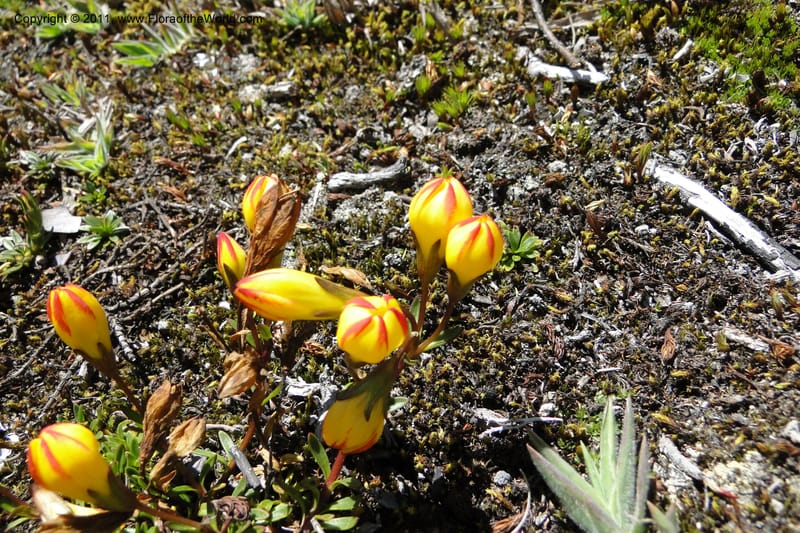 Gentianella hirculus, Ulloa 2116--Ecuador. Azuay. P. N. Cajas. 8 Jun 2011. 072 (10).jpg