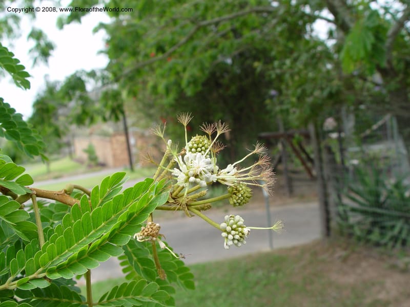Albizia adianthifolia--So. Africa. KwaZuluNatal. .  Durban, Kranzkloof yard tree. 28 Sep 03. 003.jpg