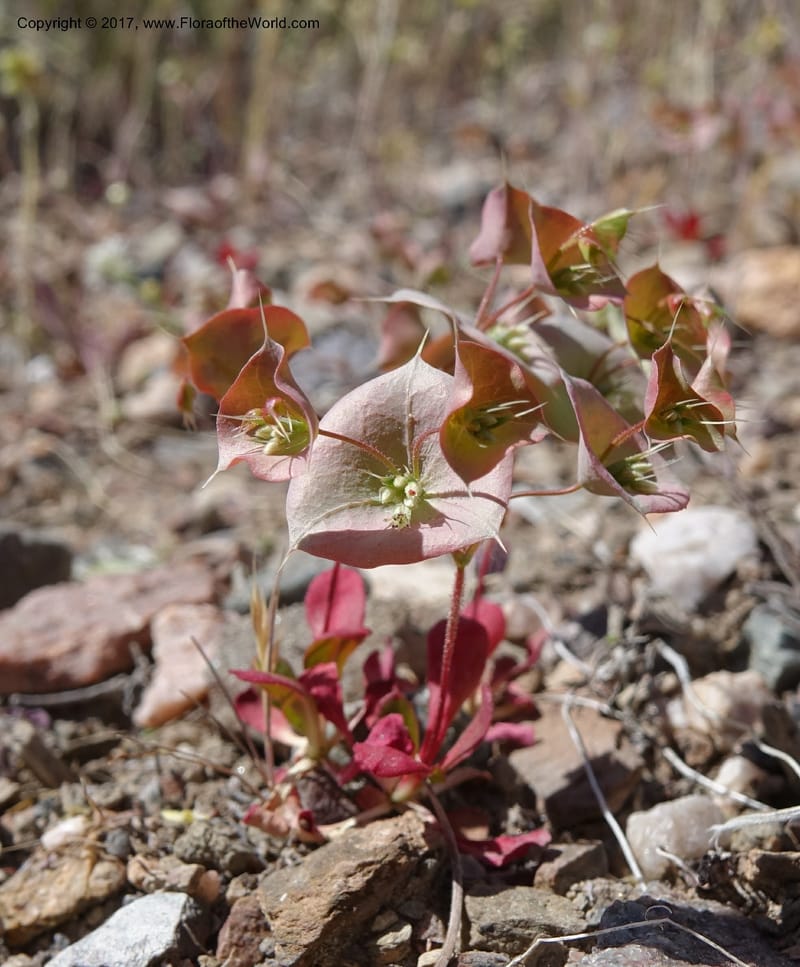 Oxytheca perfoliata, Davidson, C 13128--California. Inyo Co. Mahogany-Wild Rose Rd. 19 Apr 2016.  (157).JPG