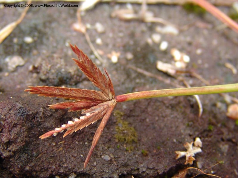 Cyperus rupestris--So.Africa. E. Cape. Umtamvuna Nat. Res. 11 Mch 05. 371.jpg