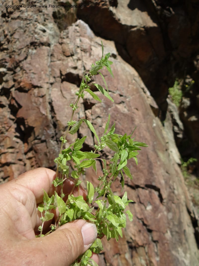 Parietaria pensylvanica, Davidson, C 12143--Oregon. Wallowa Co. Imnaha River. 7 May 2013. DSC03887 (265).JPG
