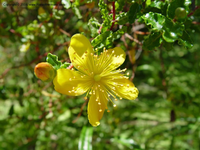 Hypericum balearicum--Spain. Blanes. Marimurtra Bot. Gard. 24 Apr 04. . 060.jpg