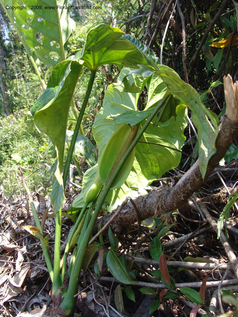 Anthurium, Croat98838--Ecuador. Prv. Zamora Ch. C. del Condor. Silica mine, Las Orq.18 Sep 07. 361.jpg