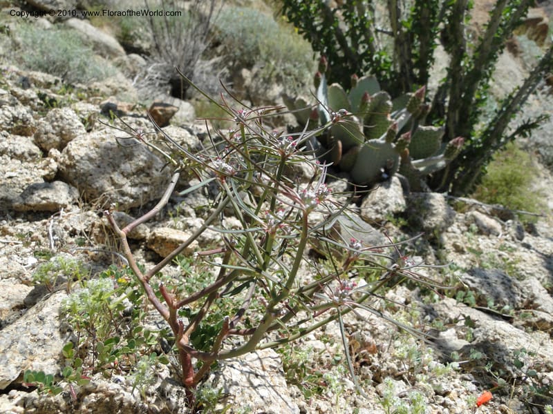 Euphorbia eriantha, C. Davidson 11664--California. Riverside Co. 1 April 2010. 309.jpg