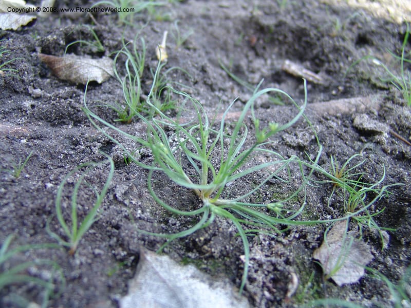 Scirpus--Spain. Andalucia. Parque Nacional Donana. 7 Oct 04. 173.jpg