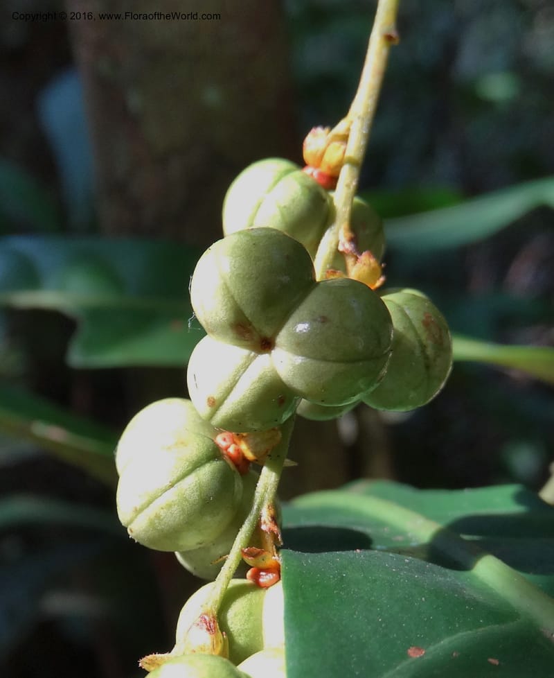 Agrostistachys longifolia, Davidson, C 12889--Sabah. Sapa Paya For. Res. 23 Mar 2015. DSC00001 (152).JPG