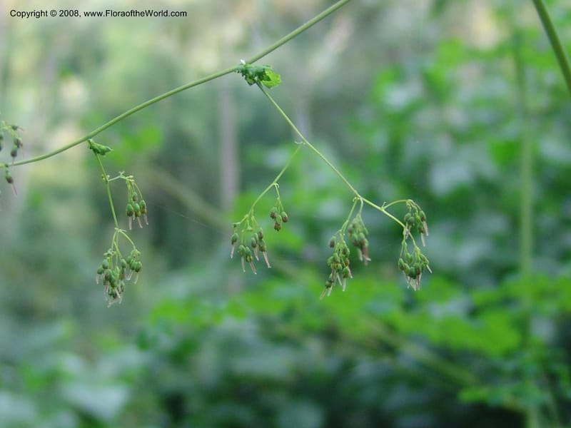 Thalictrum rhynchocarpum--Kenya. Brooks Bond Tea Estate, Kericho. 8 Jul 04. 129.jpg