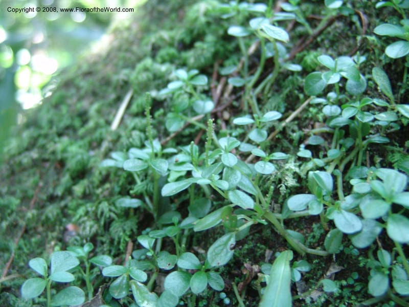 Peperomia retusa cf--Kenya. Kakamega Forest. 8 Jul 04. 171.jpg