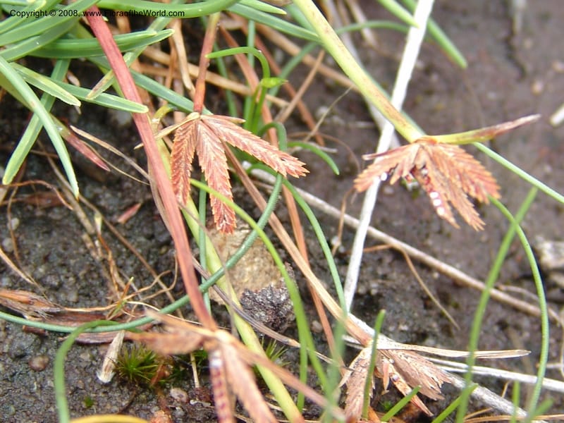 Cyperus rupestris--So.Africa. E. Cape. Umtamvuna Nat. Res. 11 Mch 05. 368.jpg