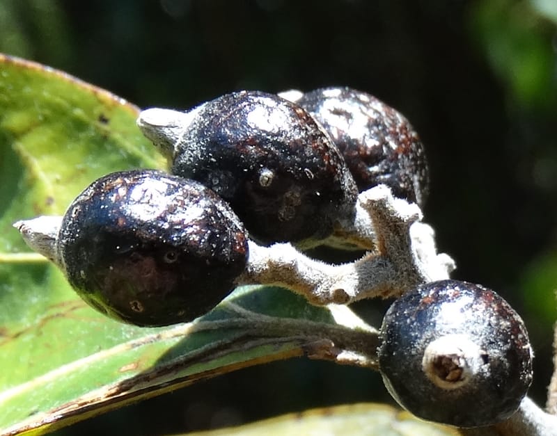 Cryptocarya turrilliana, Lowry, P 7352--Fiji. Nabouwalu Rd. 5 Nov 2015. DSC09606 (21).JPG