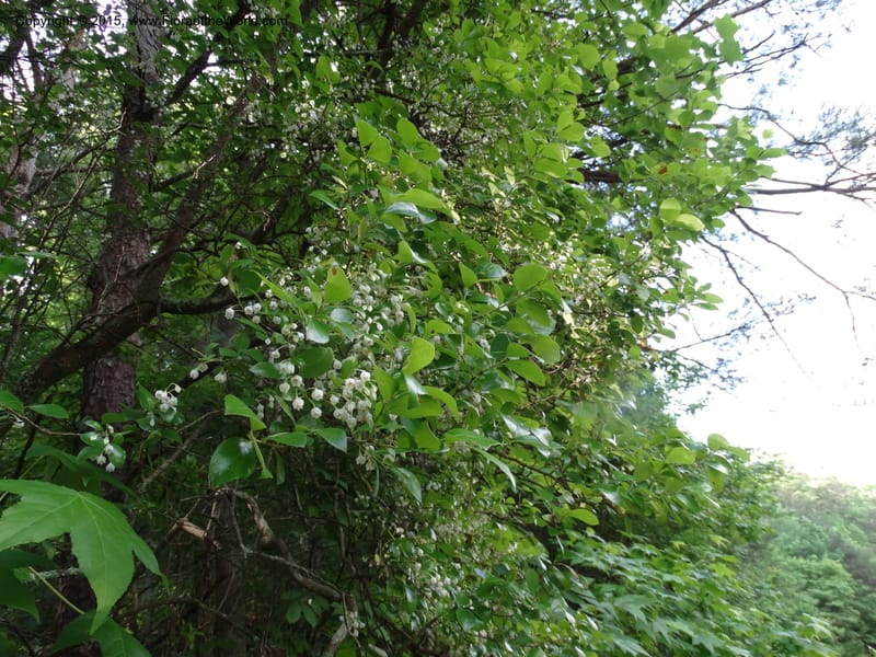 Vaccinium arboreum, Davidson, C 13042--South Carolina. Oconee Co. Tugaloo R. 19 May 2015.  (65).JPG